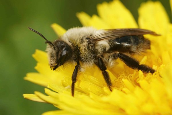 Quelles fleurs attractives pour les abeilles sont adaptées à un balcon exposé plein sud ?