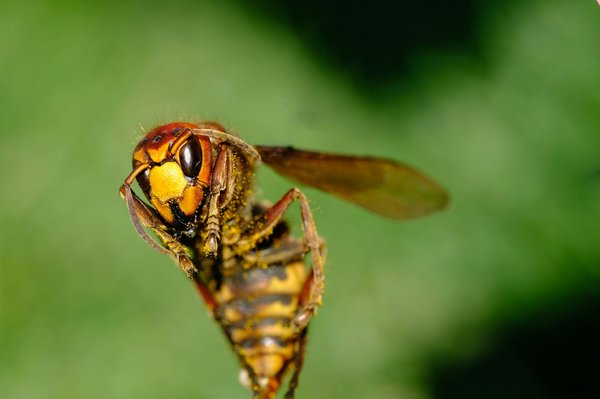 Piège à frelon asiatique : solution écologique et innovante